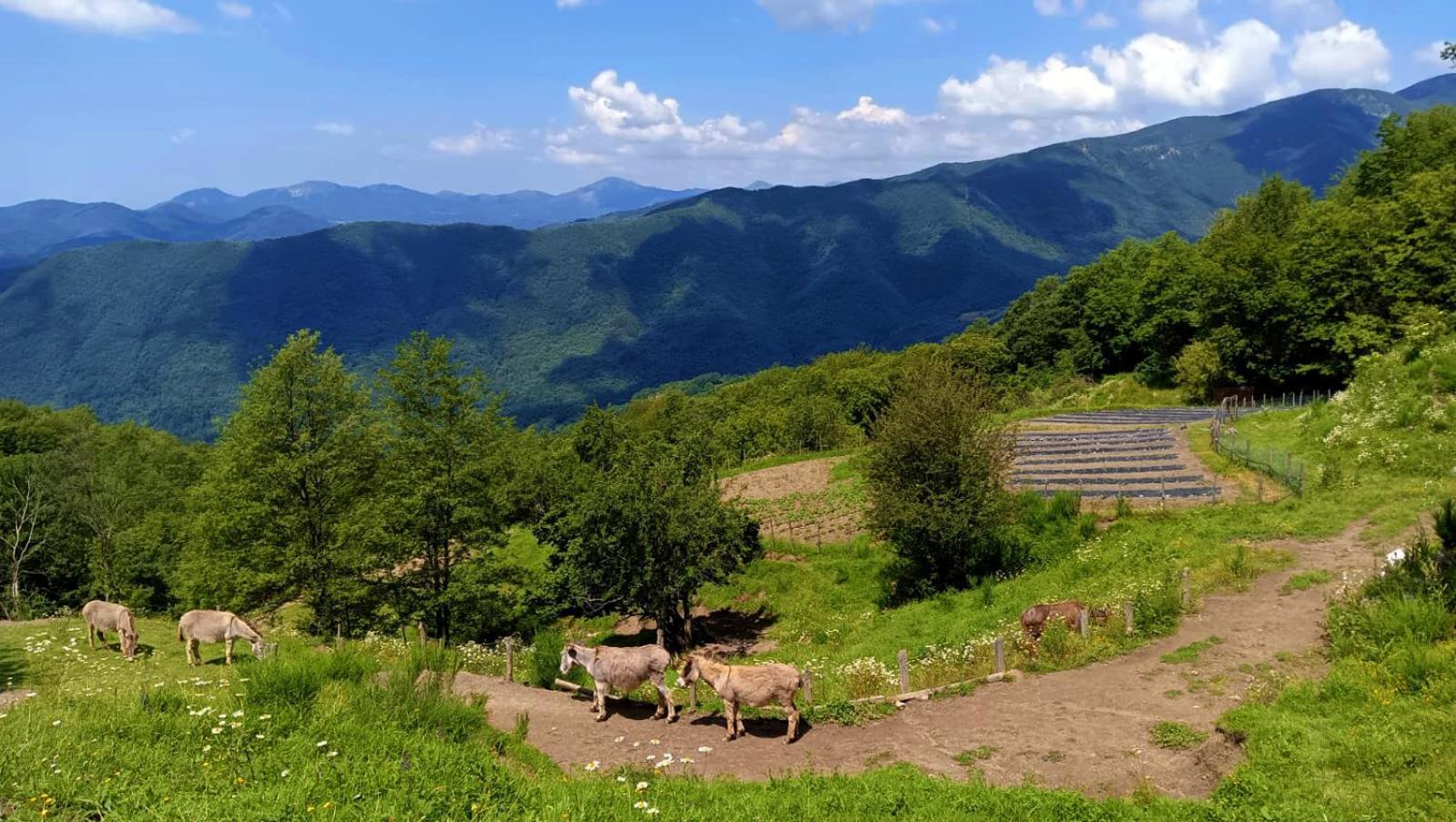 Terra Del Bosco Agriturismo Sesta Godano Εξωτερικό φωτογραφία